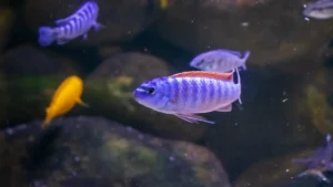 Dirty home aquarium tank with cloudy water and fish swimming near a clogged filter caused by poor aquarium filter maintenance.
