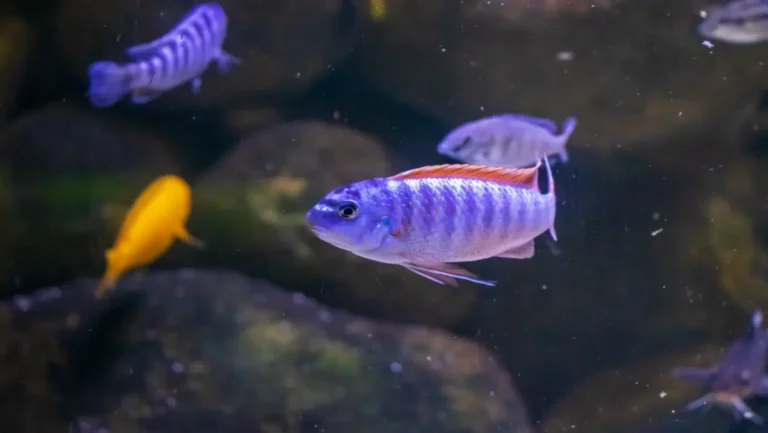 Dirty home aquarium tank with cloudy water and fish swimming near a clogged filter caused by poor aquarium filter maintenance.