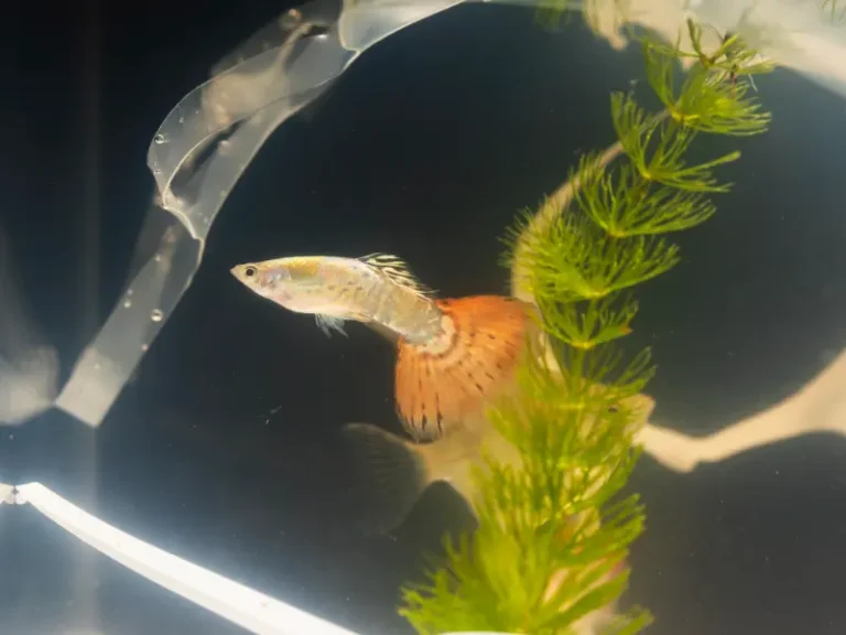 how aquarium sponge filter foam improves water quality and supports healthy life